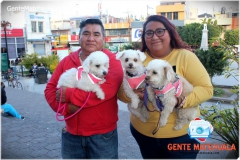 BENDICION-A-LOS-ANIMALES-EN-EL-DIA-DE-SAN-ANTONIO-DE-ABAT-5